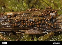 Attēlu rezultāti vaicājumam “Trichia crateriformis spores”