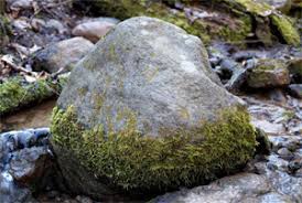 Attēlu rezultāti vaicājumam “Verrucaria hydrela”