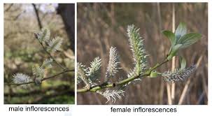 Attēlu rezultāti vaicājumam “Salix caprea male flower”