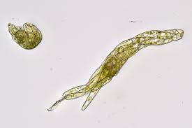 Attēlu rezultāti vaicājumam “Pohlia proligera”