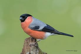 Attēlu rezultāti vaicājumam “Pyrrhula pyrrhula”