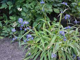 Attēlu rezultāti vaicājumam “Gentiana cruciata flower”