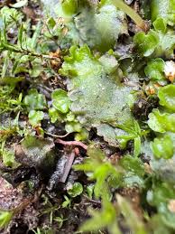 Attēlu rezultāti vaicājumam “Pellia endiviifolia sporophyte”
