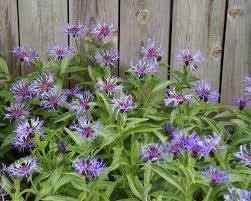 Attēlu rezultāti vaicājumam “Centaurea”