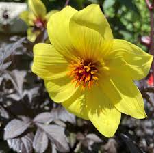 Image result for Dahlia hybrid.