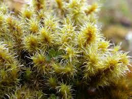 Attēlu rezultāti vaicājumam “Racomitrium canescens sporophyte”