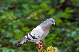 Attēlu rezultāti vaicājumam “Columba livia f. domestica adult”