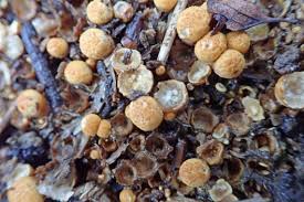 Attēlu rezultāti vaicājumam “Crucibulum laeve”