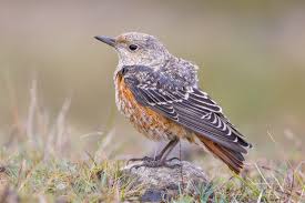 Image result for Monticola saxatilis