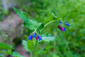 Attēlu rezultāti vaicājumam “Symphytum asperum flower”