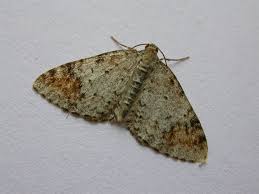 Attēlu rezultāti vaicājumam “Venusia blomeri”