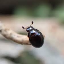 Attēlu rezultāti vaicājumam “Leiodidae”