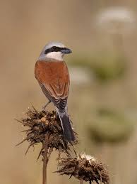 Attēlu rezultāti vaicājumam “Lanius collurio male”