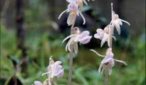 Attēlu rezultāti vaicājumam “Epipogium aphyllum”