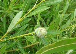 Attēlu rezultāti vaicājumam “Rhabdophaga rosaria”