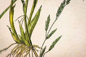 Attēlu rezultāti vaicājumam “Glyceria fluitans fruit”