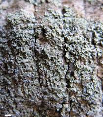 Attēlu rezultāti vaicājumam “Hypocenomyce scalaris”