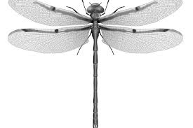Attēlu rezultāti vaicājumam “Odonata”