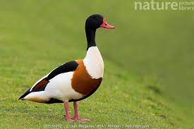 Attēlu rezultāti vaicājumam “Tadorna tadorna”