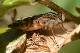 Attēlu rezultāti vaicājumam “Therevidae”