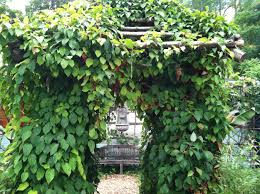 Attēlu rezultāti vaicājumam “Schisandra chinensis”