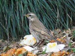 Image result for Turdus naumanni