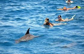 Image result for Durley Dolphin Diver