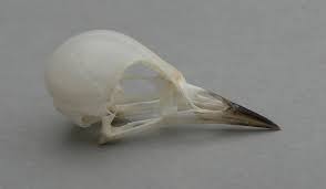 Image result for Vermivora peregrina