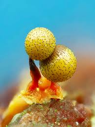 Attēlu rezultāti vaicājumam “Cribraria purpurea stalked”