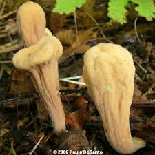 Attēlu rezultāti vaicājumam “Clavariadelphus pistillaris”