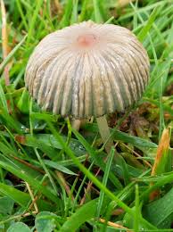 Attēlu rezultāti vaicājumam “Lasiosphaeria ovina spores”