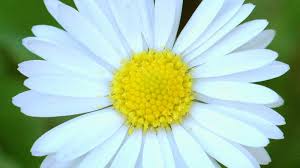 Image result for Bellis perennis