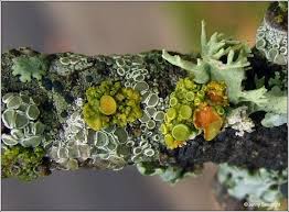 Attēlu rezultāti vaicājumam “Xanthoria polycarpa”