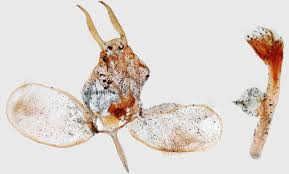 Attēlu rezultāti vaicājumam “Ypsolopha scabrella”