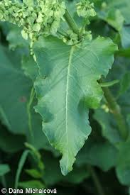 Attēlu rezultāti vaicājumam “Rumex confertus fruit”