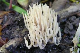 Attēlu rezultāti vaicājumam “Ramariopsis kunzei”