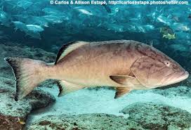 Image result for Mycteroperca olfax