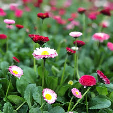 Image result for Bellis perennis