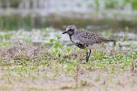 Attēlu rezultāti vaicājumam “Pluvialis squatarola adult”