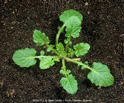 Attēlu rezultāti vaicājumam “Lapsana communis leaf”