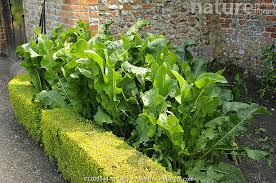 Attēlu rezultāti vaicājumam “Armoracia rusticana”