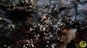 Attēlu rezultāti vaicājumam “Hyphodiscus hymeniophilus”