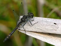 Attēlu rezultāti vaicājumam “Sympetrum danae”