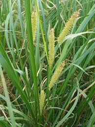 Attēlu rezultāti vaicājumam “Carex rostrata”