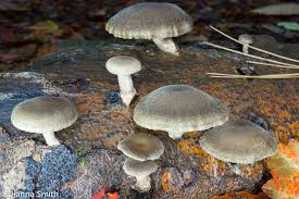 Attēlu rezultāti vaicājumam “Polyporus brumalis”