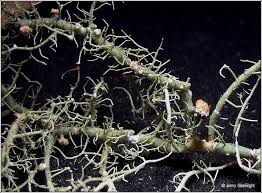 Attēlu rezultāti vaicājumam “Biatoropsis usnearum”