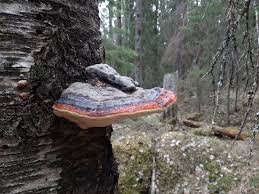 Attēlu rezultāti vaicājumam “Phellinus populicola”