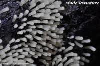 Attēlu rezultāti vaicājumam “Comatricha alta”