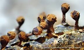 Attēlu rezultāti vaicājumam “Hemitrichia karstenii”