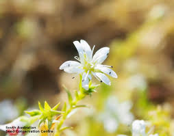Attēlu rezultāti vaicājumam “Stellaria palustris”